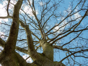 035-2023-03-11 Loosduinen in maart