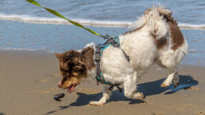 035-2023-04-30 Strand