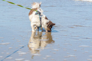 037-2023-04-30 Strand