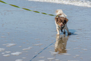 038-2023-04-30 Strand