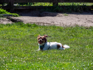 068-2023-06-30 Diverse juni