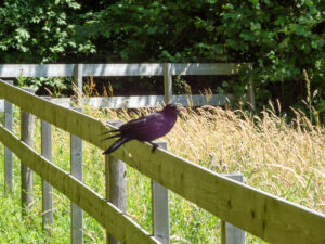 085-2023-06-30 Diverse juni