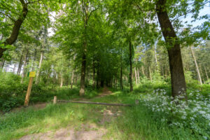 259-2023-05-28 Lekker wandelen en excusses