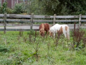 605-2023-09-28 Trammetje op stoom