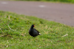 001-2022-03-13 Project Loosduinen 03 maart