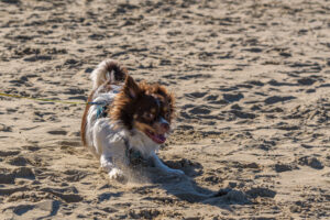 042-2022-02-27 Strand en zee