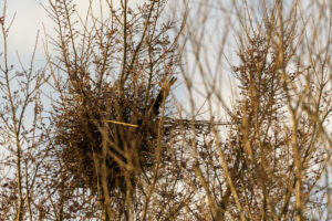 2022-03-13 Project Loosduinen 03 maart - 20220313-3160-215557
