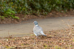 2022-03-13 Project Loosduinen 03 maart - 20220313-3160-215599