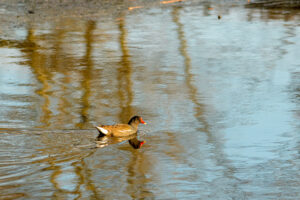 2022-03-13 Project Loosduinen 03 maart - 20220313-3160-215637