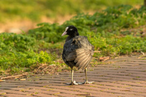 2022-03-13 Project Loosduinen 03 maart - 20220313-3160-215645