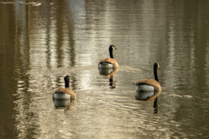2022-03-13 Project Loosduinen 03 maart - 20220313-3160-215647