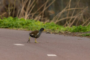 2022-03-13 Project Loosduinen 03 maart - 20220313-3160-215649