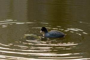 2022-03-13 Project Loosduinen 03 maart - 20220313-3160-215660