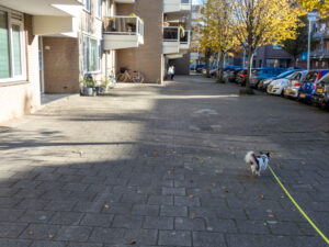 012-2022-11-13 Project Loosduinen november 13