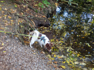 015-2022-11-12 Project Loosduinen november 12