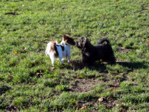 029-2022-11-13 Project Loosduinen november 13