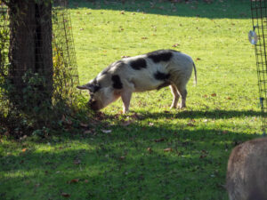 031-2022-11-13 Project Loosduinen november 13