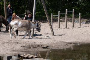 056-2022-04-24 Project Loosduinen 04 april