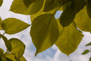 057-2022-06-10 Florade