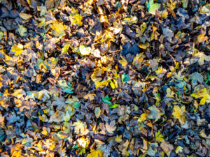 058-2022-11-12 Project Loosduinen november 12