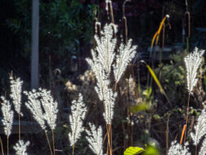 064-2022-11-12 Project Loosduinen november 12