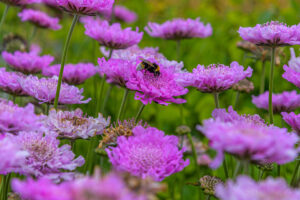 077-2022-06-10 Florade