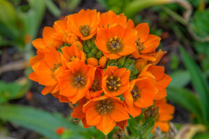 078-2022-06-10 Florade