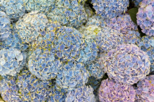 118-2022-06-10 Florade