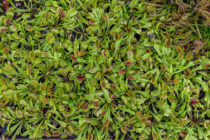 120-2022-06-10 Florade