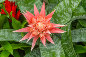 123-2022-06-10 Florade