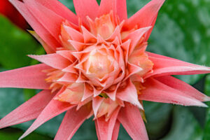 124-2022-06-10 Florade