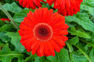 127-2022-06-10 Florade