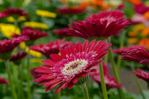 129-2022-06-10 Florade