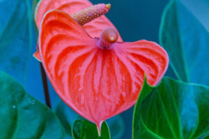 133-2022-06-10 Florade