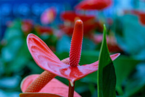 134-2022-06-10 Florade
