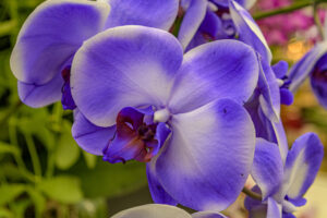 142-2022-06-10 Florade