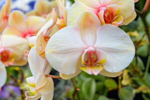 143-2022-06-10 Florade