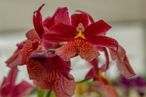 144-2022-06-10 Florade