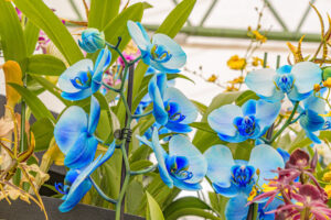 145-2022-06-10 Florade