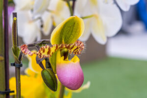 147-2022-06-10 Florade