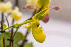 149-2022-06-10 Florade