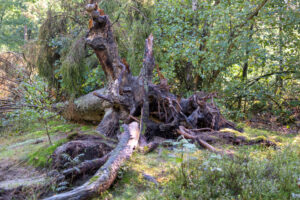 207-2022-09-28 Loenense watervallen