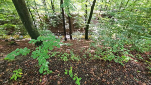 244-2022-09-28 Loenense watervallen
