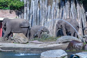 413-2022-09-30 Dierentuin Amersfoort