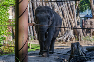 416-2022-09-30 Dierentuin Amersfoort
