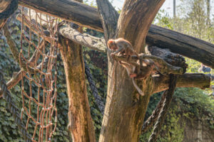 423-2022-09-30 Dierentuin Amersfoort