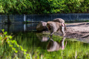 424-2022-09-30 Dierentuin Amersfoort