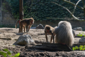 425-2022-09-30 Dierentuin Amersfoort