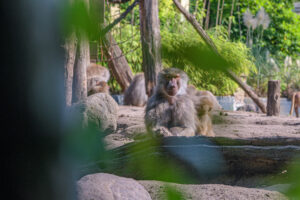 430-2022-09-30 Dierentuin Amersfoort
