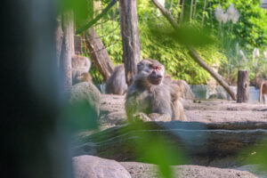 431-2022-09-30 Dierentuin Amersfoort